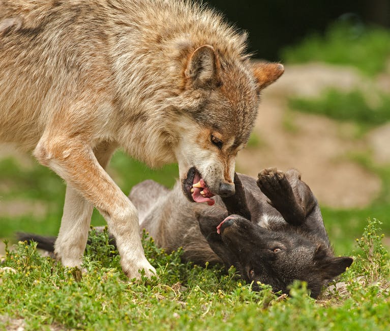 wolves fighting