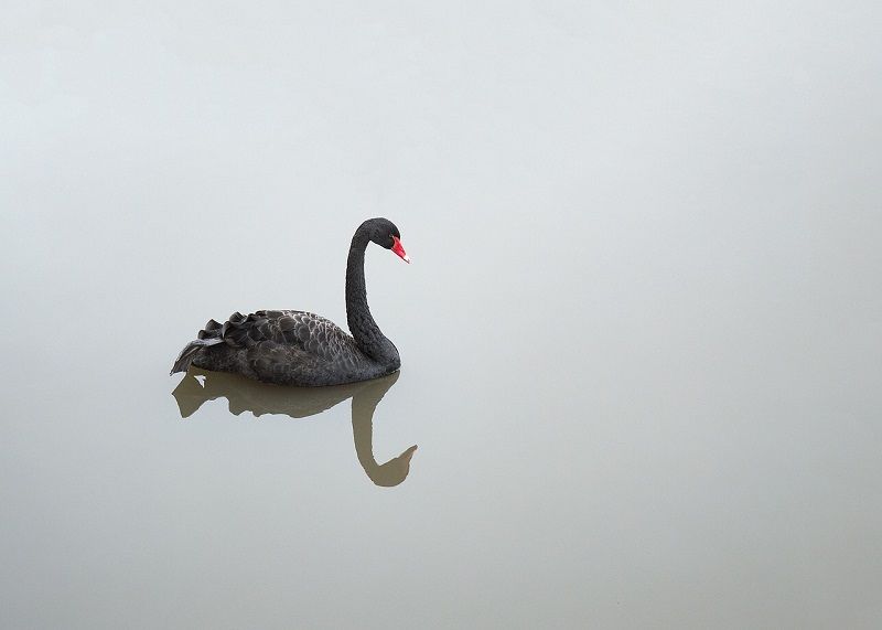 The Black Swan Effect How to Avoid It With Time Tracking - TimeCamp