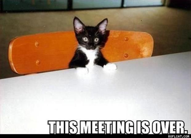 cat-productive-meeting