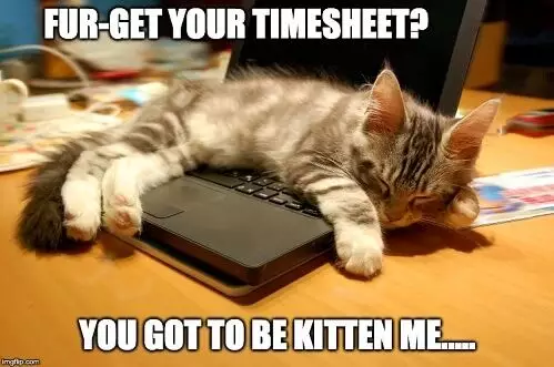 Kitty timesheet meme